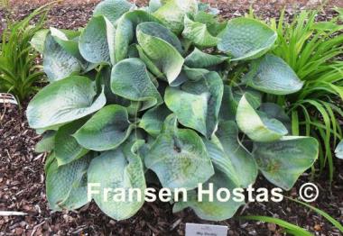 Hosta Big Daddy