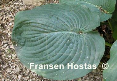 Hosta Big John