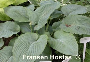 Hosta Big John