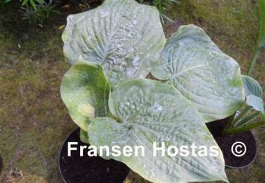 Hosta Big John