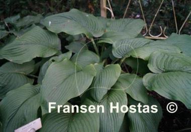 Hosta Big John
