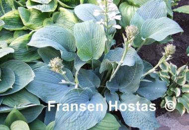 Hosta Big Mama