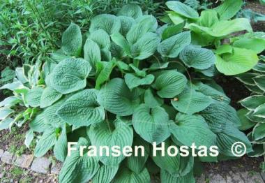 Hosta Big Mama
