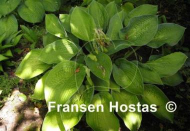 Hosta Big Mama