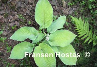 Hosta Big Mama