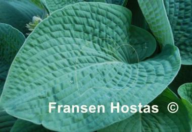 Hosta Big Mama