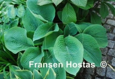 Hosta Big Mama