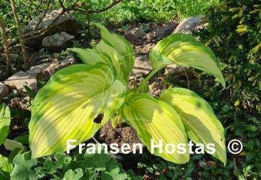 Hosta Big Performer