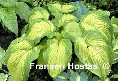 Hosta Big Performer