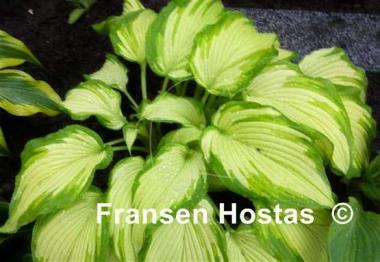 Hosta Big Performer