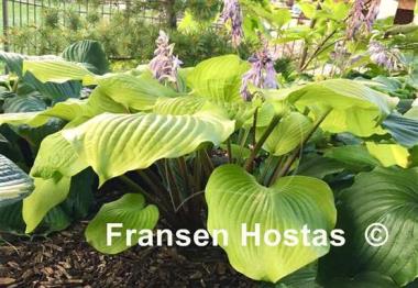 Hosta Big Red