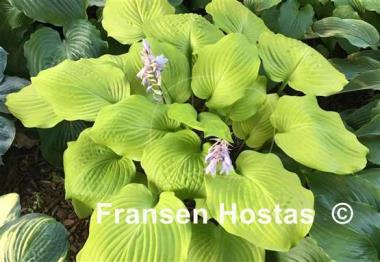 Hosta Big Red