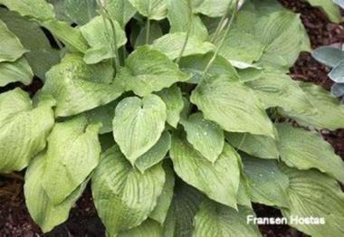 Hosta Big Sam