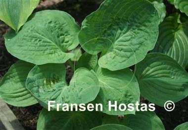 Hosta Big Top
