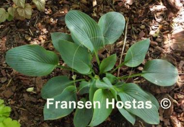 Hosta Bigfoot