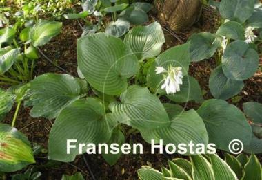 Hosta Bigfoot