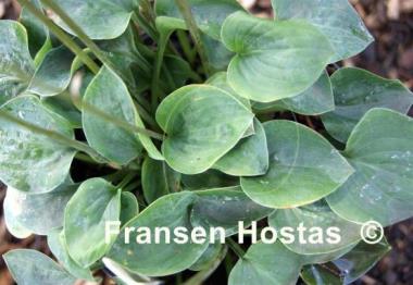 Hosta Bill Dress's Blue