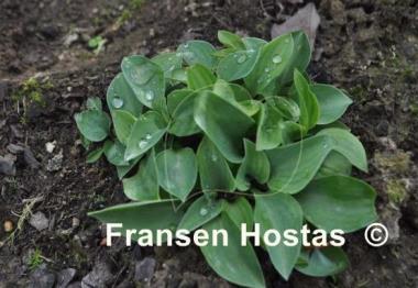 Hosta Bill Dress's Blue
