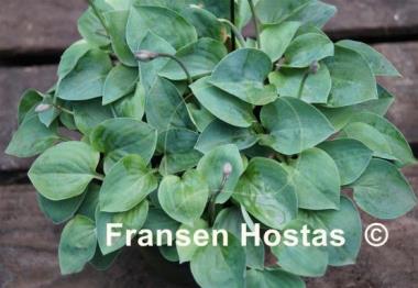 Hosta Bill Dress's Blue