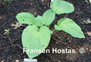 Hosta Billy Bob Angel