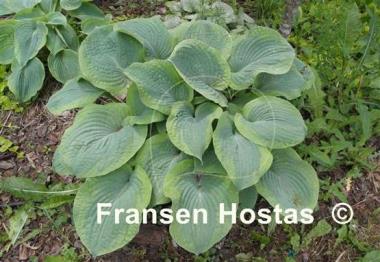 Hosta Bingo