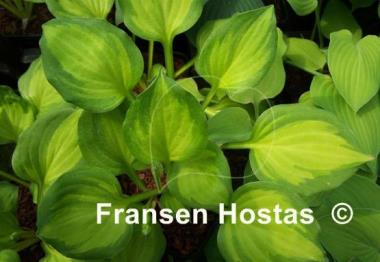 Hosta Binkie