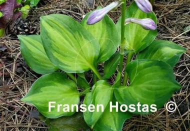 Hosta Binkie