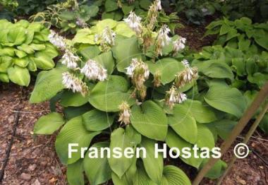 Hosta Birchwood Elegance