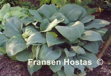 Hosta Birchwood Elegance