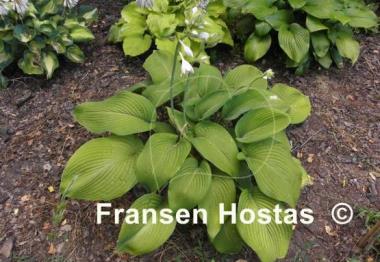Hosta Birchwood Elegance