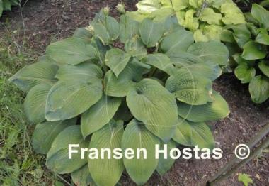 Hosta Birchwood Elegance
