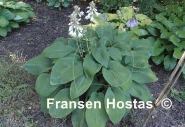 Hosta Birchwood Elegance