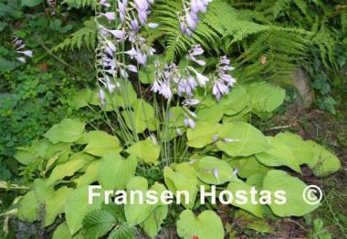 Hosta Birchwood Gold