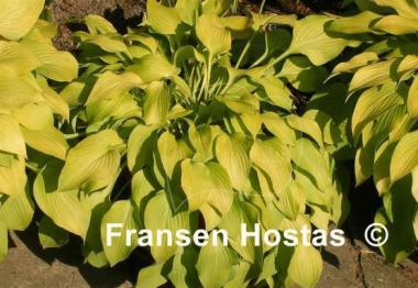 Hosta Birchwood Gold