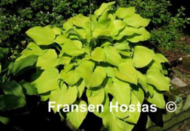 Hosta Birchwood Gold