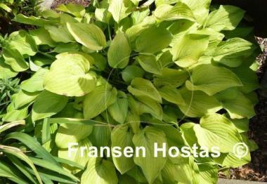 Hosta Birchwood Parky's Gold