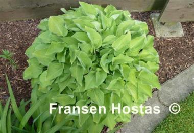 Hosta Birchwood Parky's Gold