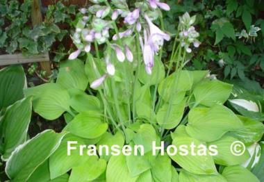 Hosta Birchwood Parky's Gold