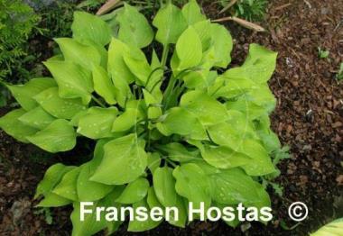 Hosta Birchwood Parky's Gold