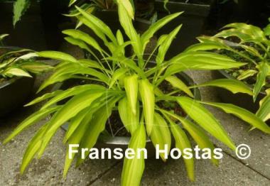 Hosta Bitsy Gold
