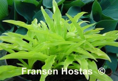 Hosta Bitsy Gold