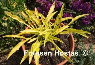 Hosta Bitsy Gold