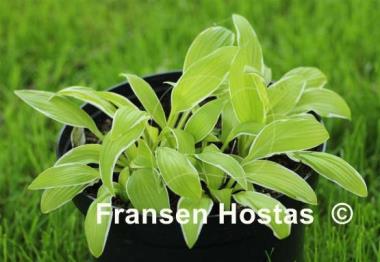 Hosta Bizarre