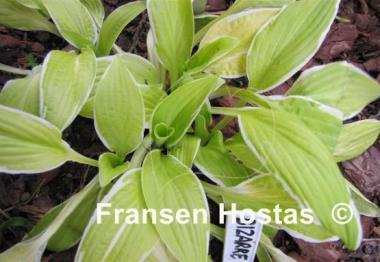 Hosta Bizarre
