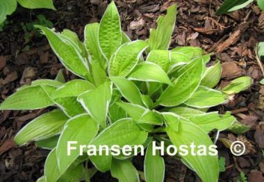 Hosta Bizarre