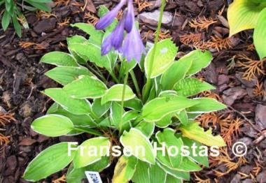 Hosta Bizarre