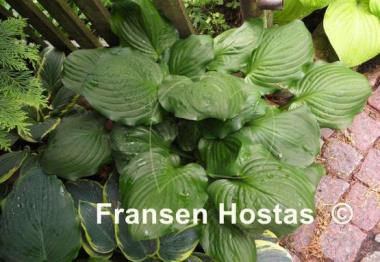 Hosta Black Beauty
