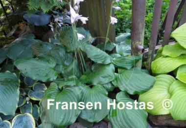 Hosta Black Beauty