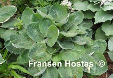 Hosta Black Hills