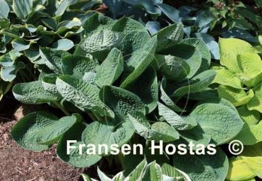 Hosta Black Hills